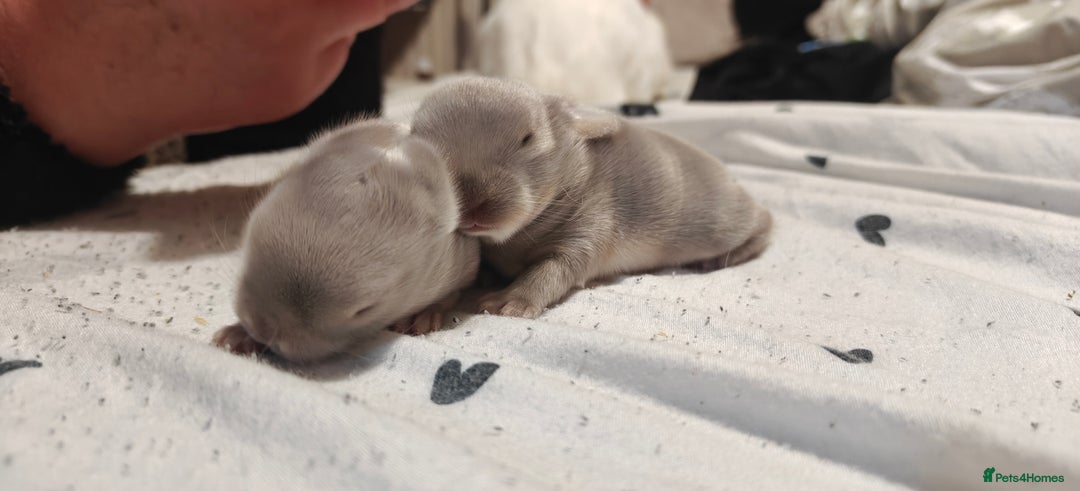 Mini Lion Lop rabbits for sale: Two beautiful healthy Mini Lops x Lion head babies - Advert 7