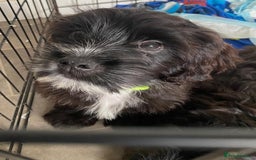 Mixed Breed dogs for sale: Shih tzu x cockerspaniel puppies  - Image 3