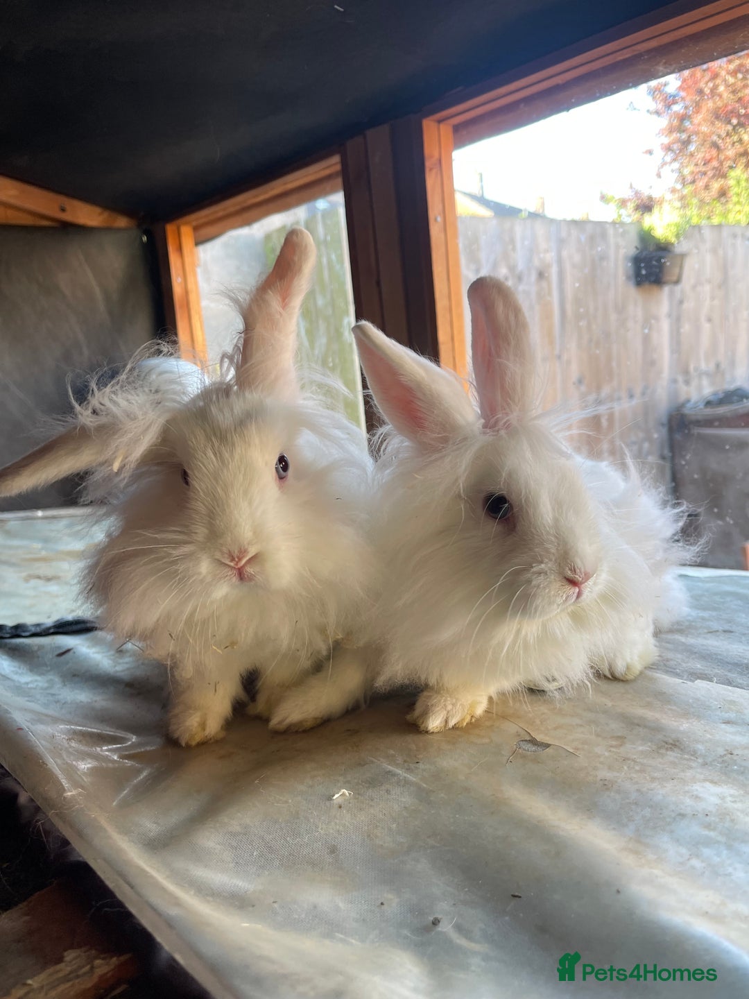 Mixed Breed rabbits for sale: 6 Month Old Lionhead x Angora Does - Image 15