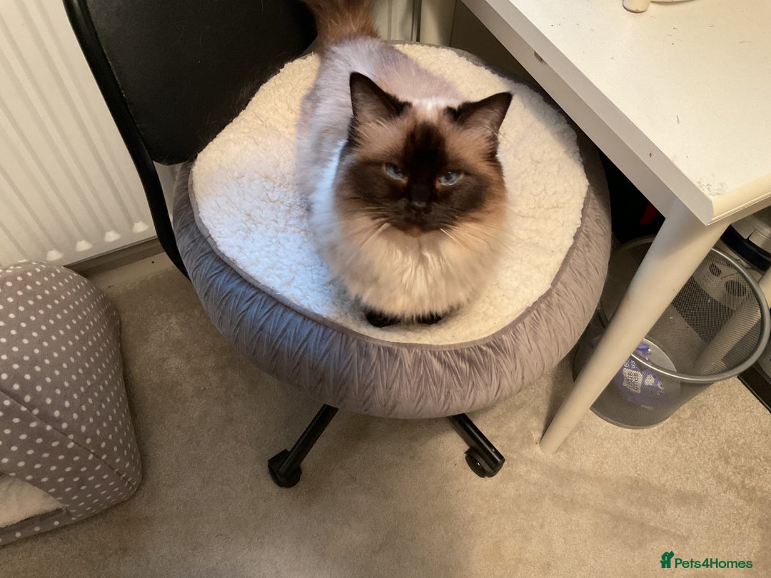 Ragdoll cats for sale: Female Ragdoll - Image 2
