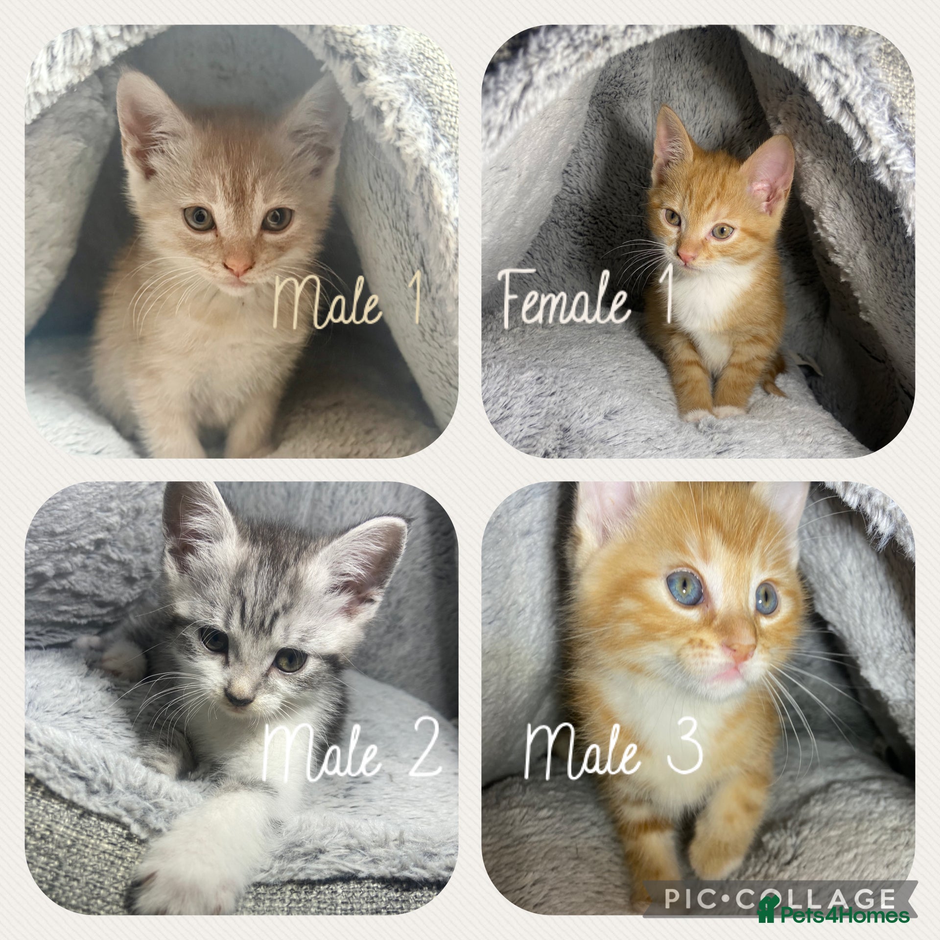 Mixed Breed cats Cute kittens ready for their new homes 🏡  - Advert 3