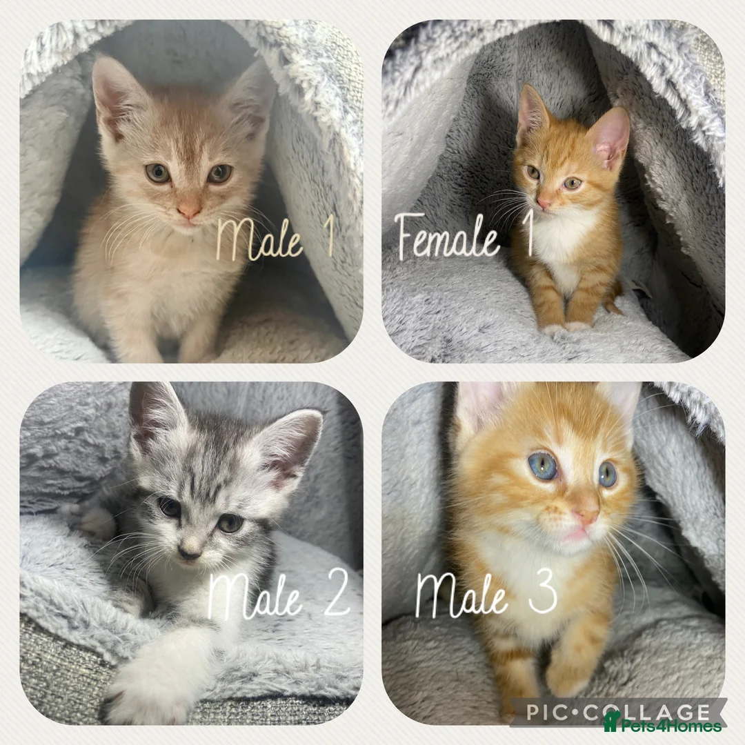 Mixed Breed cats for sale: Cute kittens ready for their new homes 🏡  - Advert 1