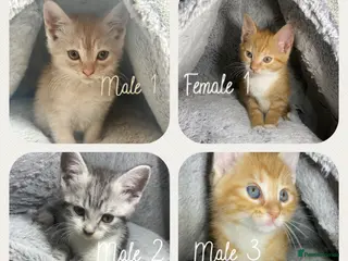 Mixed Breed cats Cute kittens ready for their new homes 🏡 - Advert 3