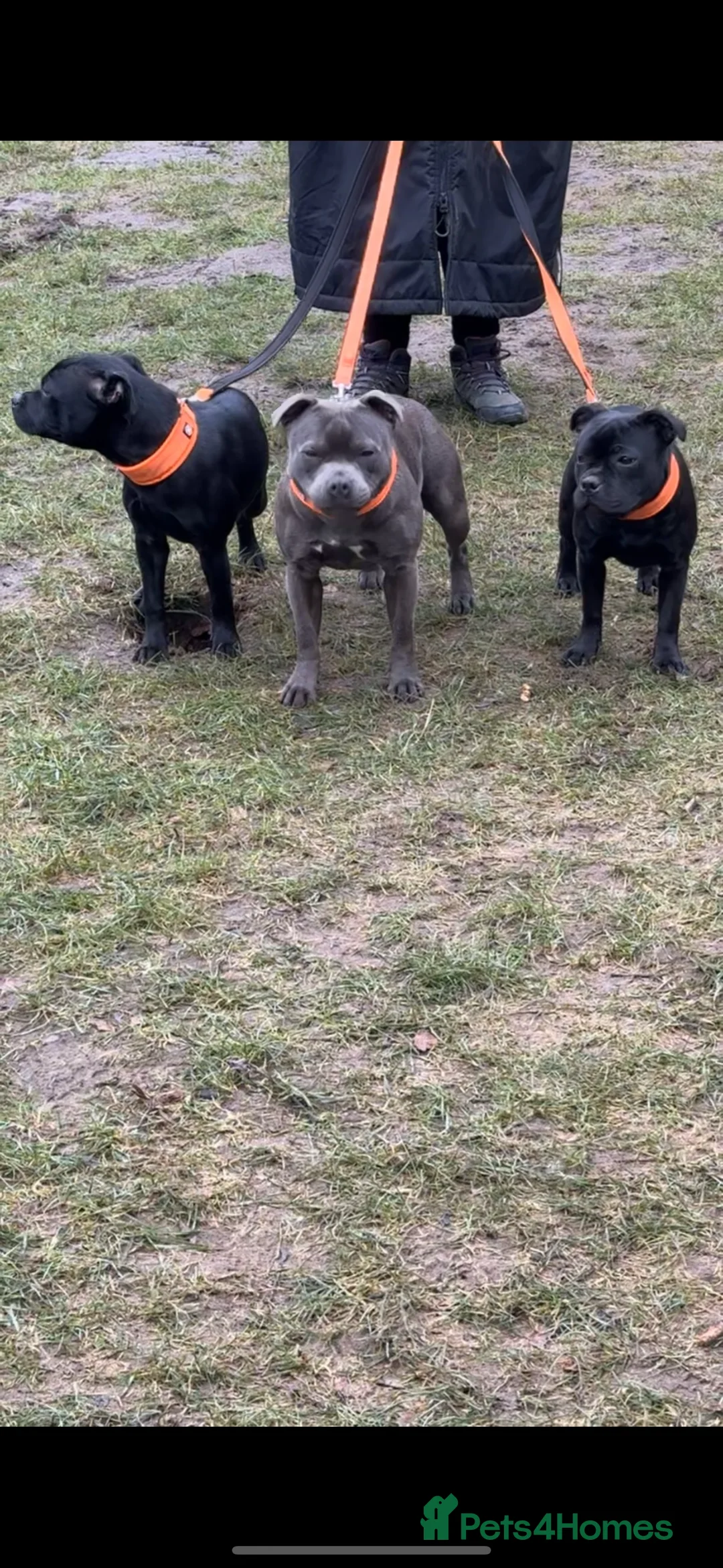 Staffordshire Bull Terrier dogs for sale: 24 MONTH OLD BEAUTIFUL BLUE STAFFY SADIE - Advert 5