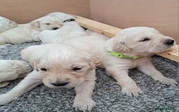 Golden Retriever dogs for sale: Gorgeous pedigree golden retriever puppies - Image 14