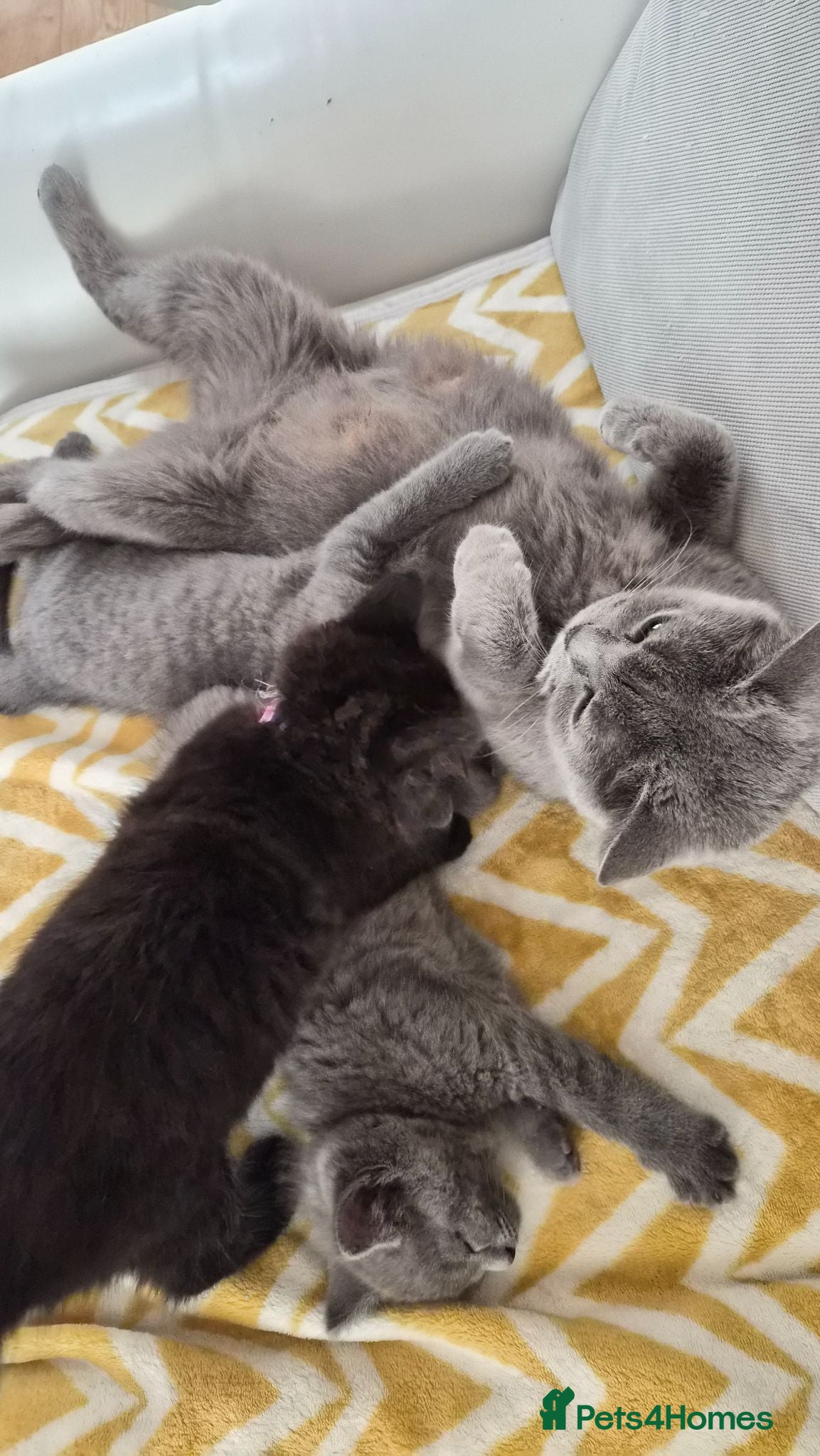 British Shorthair cats Beautiful British Shorthair Cross Kitten - Advert 2
