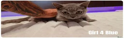 Scottish Fold cats for sale: 🐾 Beautiful Scottish Fold & British Shorthair - Advert 18