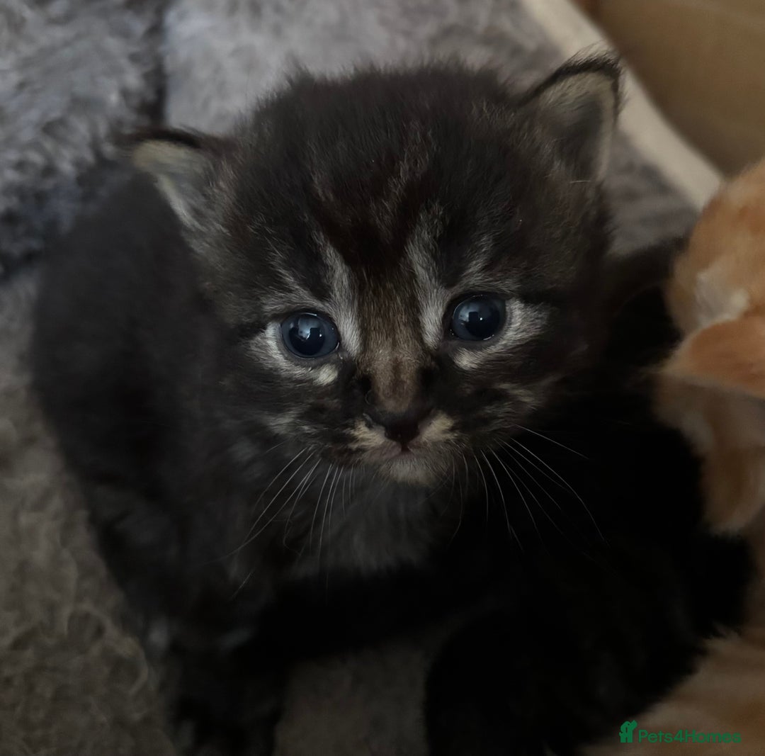 Mixed Breed cats for sale: 3 male fluffy kittens for sale - Image 16