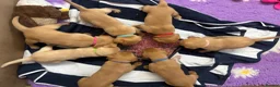 Labrador Retriever dogs for sale: 2 Boys Left red/Yellow KC Labrador puppies  - Advert 15