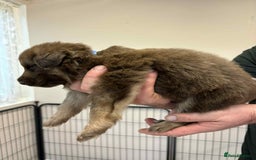 German Shepherd dogs for sale: 8 Beautiful German Shepherd kc reg pups - Image 9