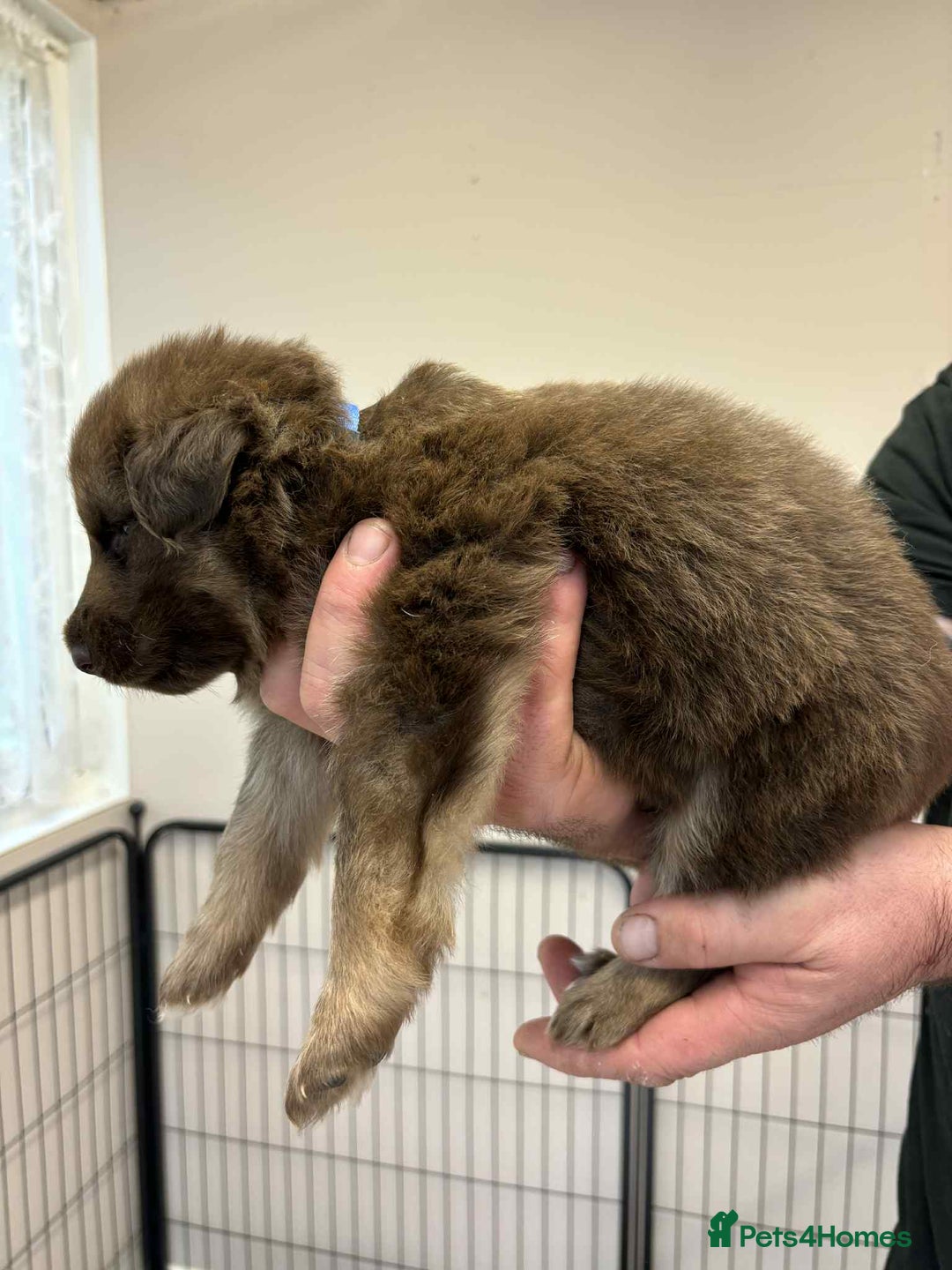 German Shepherd dogs for sale: 8 Beautiful German Shepherd kc reg pups - Image 9