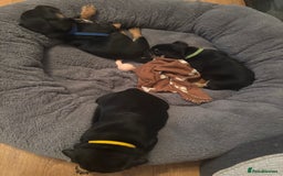 Mixed Breed dogs for sale: Beautiful puppies - Image 4