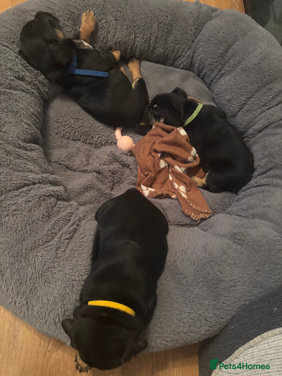 Mixed Breed dogs for sale: Beautiful puppies - Image 4