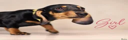 Miniature Dachshund dogs for sale: Pra clear miniature dachshund  - Advert 7