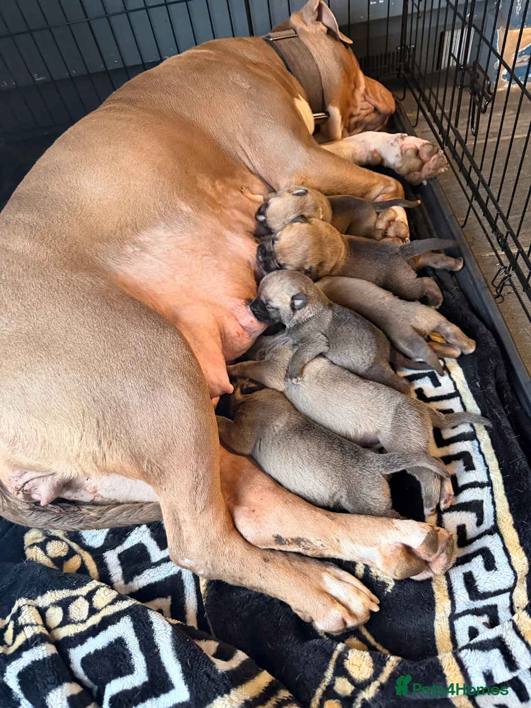 Mixed Breed dogs for sale: Kangal cross American bulldog  - Advert 2