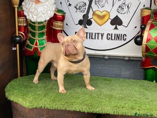 French Bulldog dogs in Basildon - Advert 4