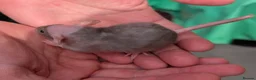 Rat rodents for sale: Dumbo rex cute rats male and female available - Advert 4