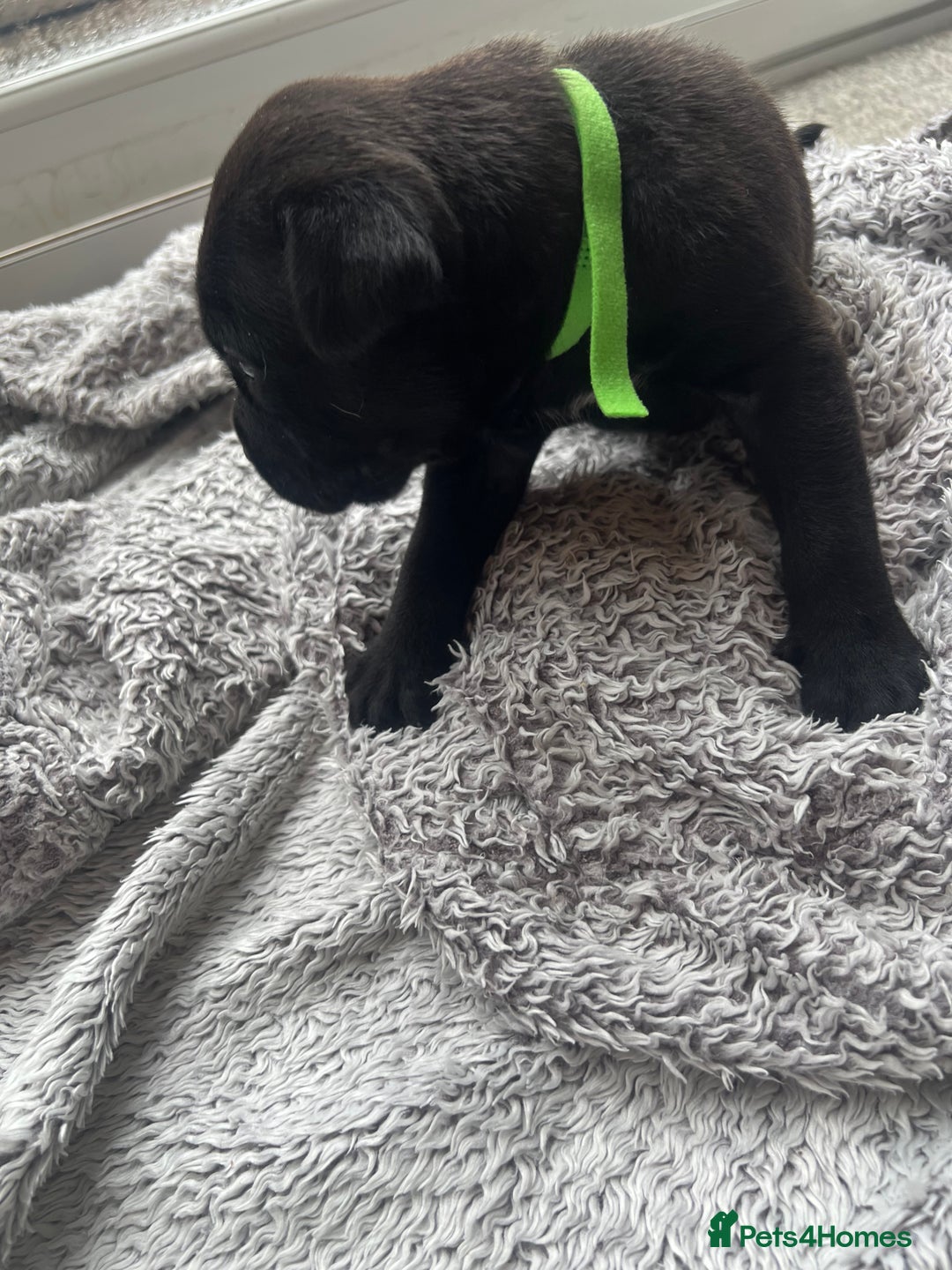 Cane Corso dogs for sale: Cane corsos puppies  - Advert 15