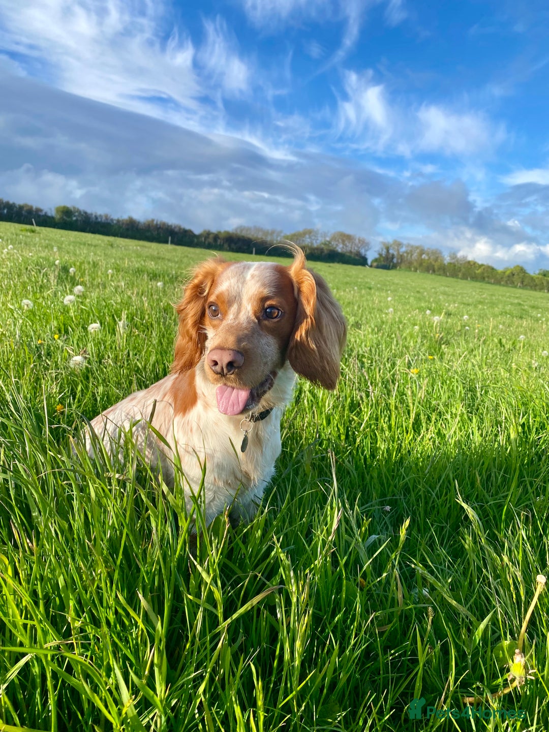 Cocker Spaniel dogs for stud: KC Working Cocker Spaniel Health Tested  - Advert 12