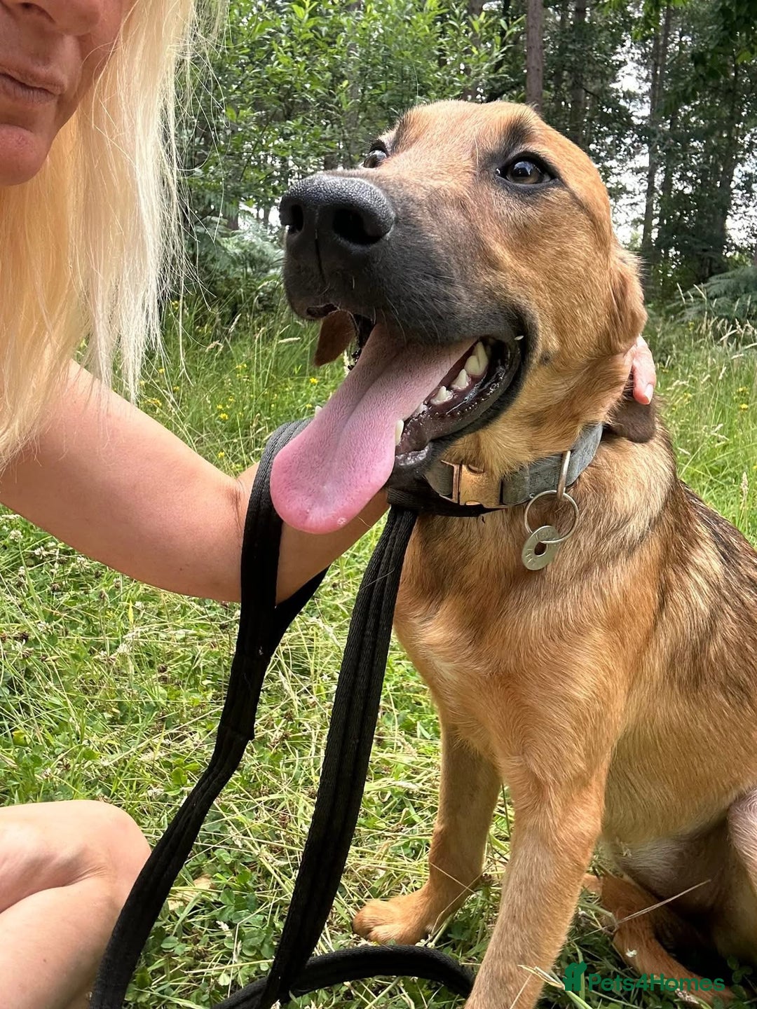 Mixed Breed dogs for adoption: Lykka - Norwich Norfolk  - Image 9