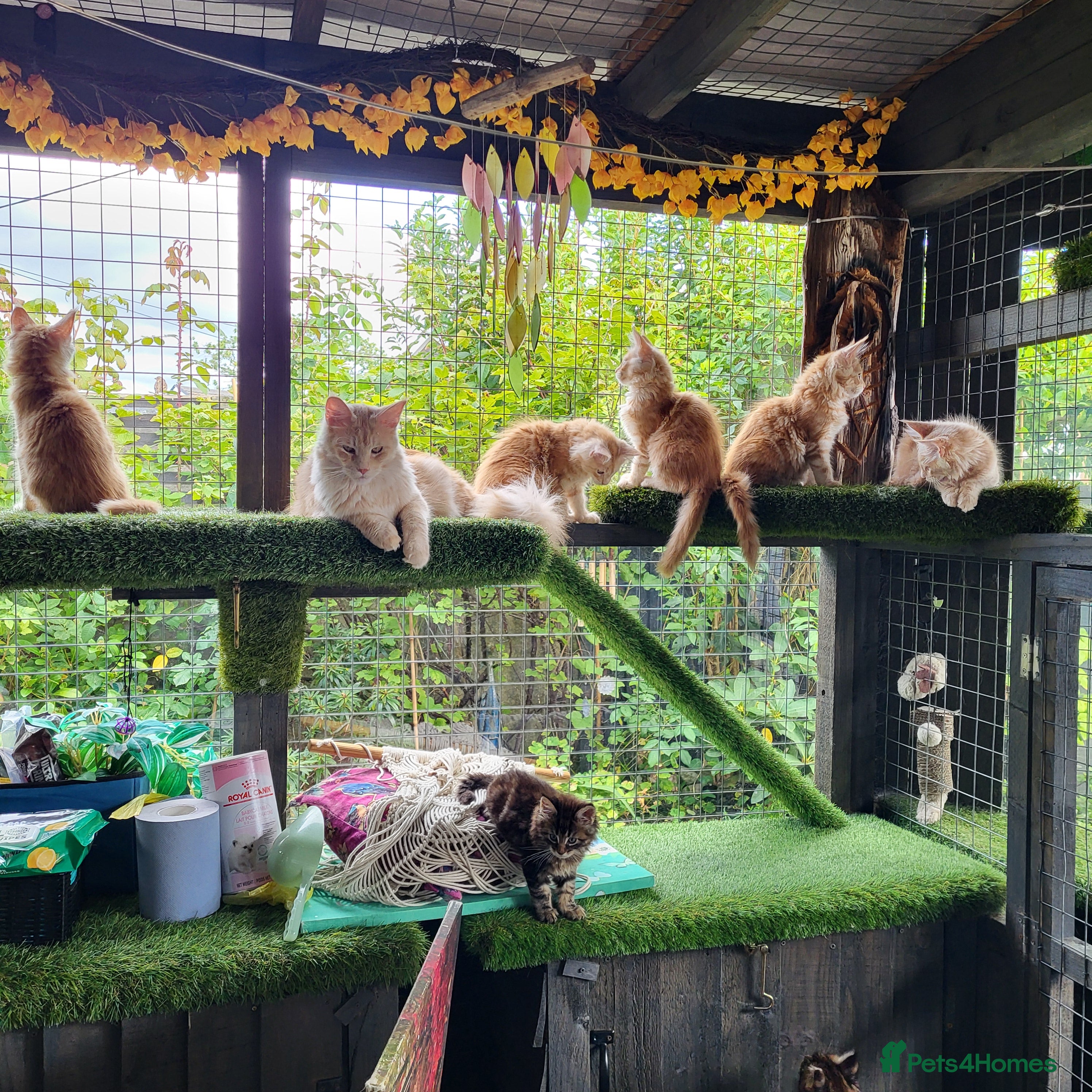 Maine Coon cats Maine Coon kittens for sale CF81  - Advert 1