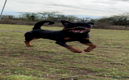 Rottweiler dogs for sale: Jett - Male, 1 year old - Image 8