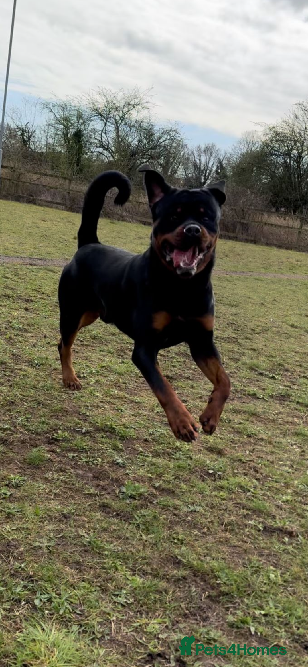 Rottweiler dogs for sale: Jett - Male, 1 year old - Image 8