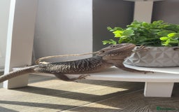 Bearded Dragon reptiles for sale: Zero Bearded Dragon - Image 4
