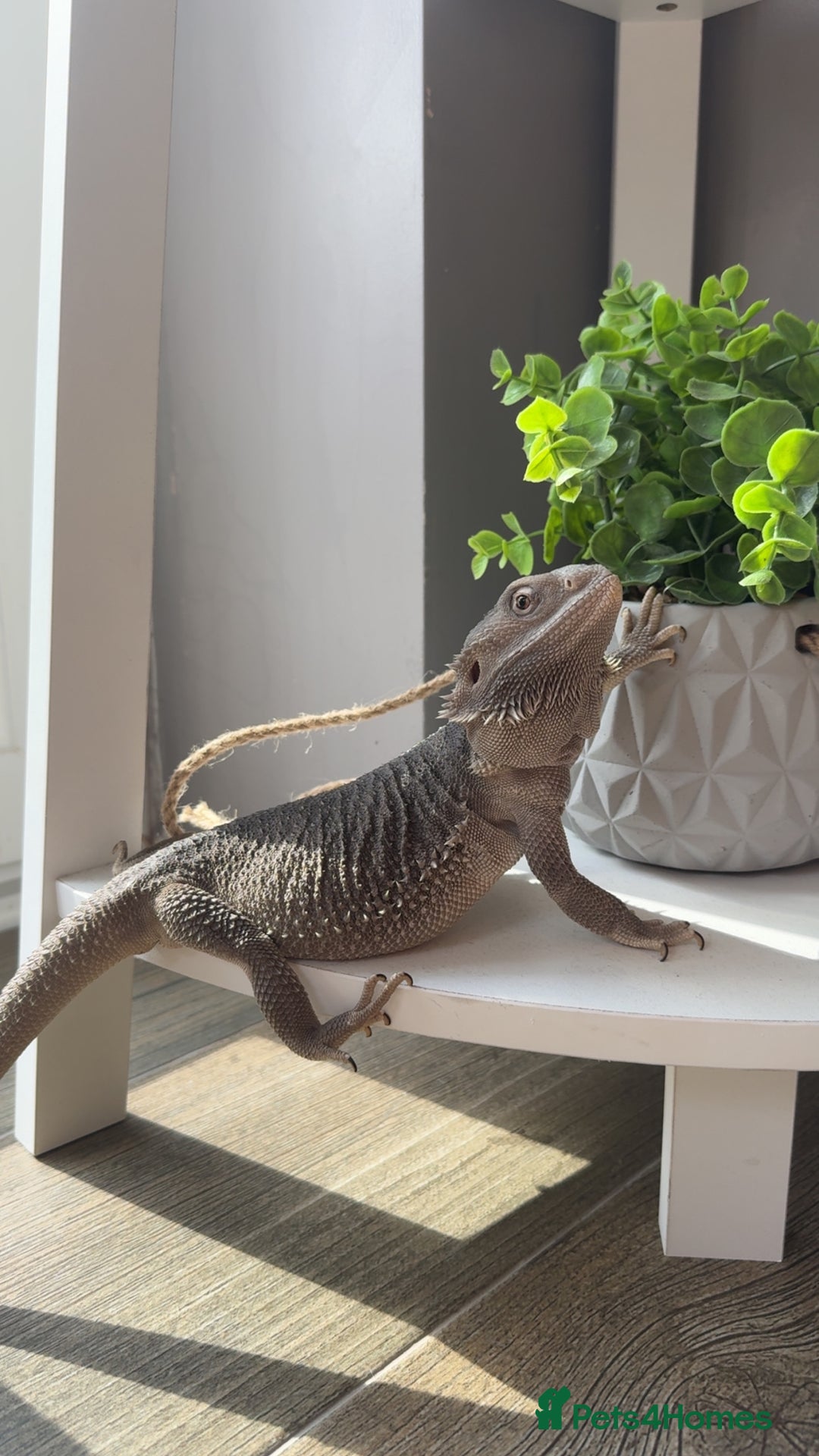Bearded Dragon reptiles for sale: Zero Bearded Dragon - Image 4