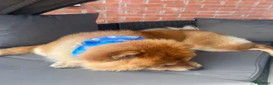 Chow Chow 1