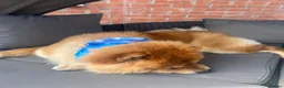 Chow Chow dogs for sale: Female and male chow chows  in Atherstone - Advert 3