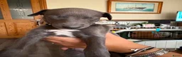 Whippet dogs for sale: Whippet puppies for sale in Grimsby - Advert 8