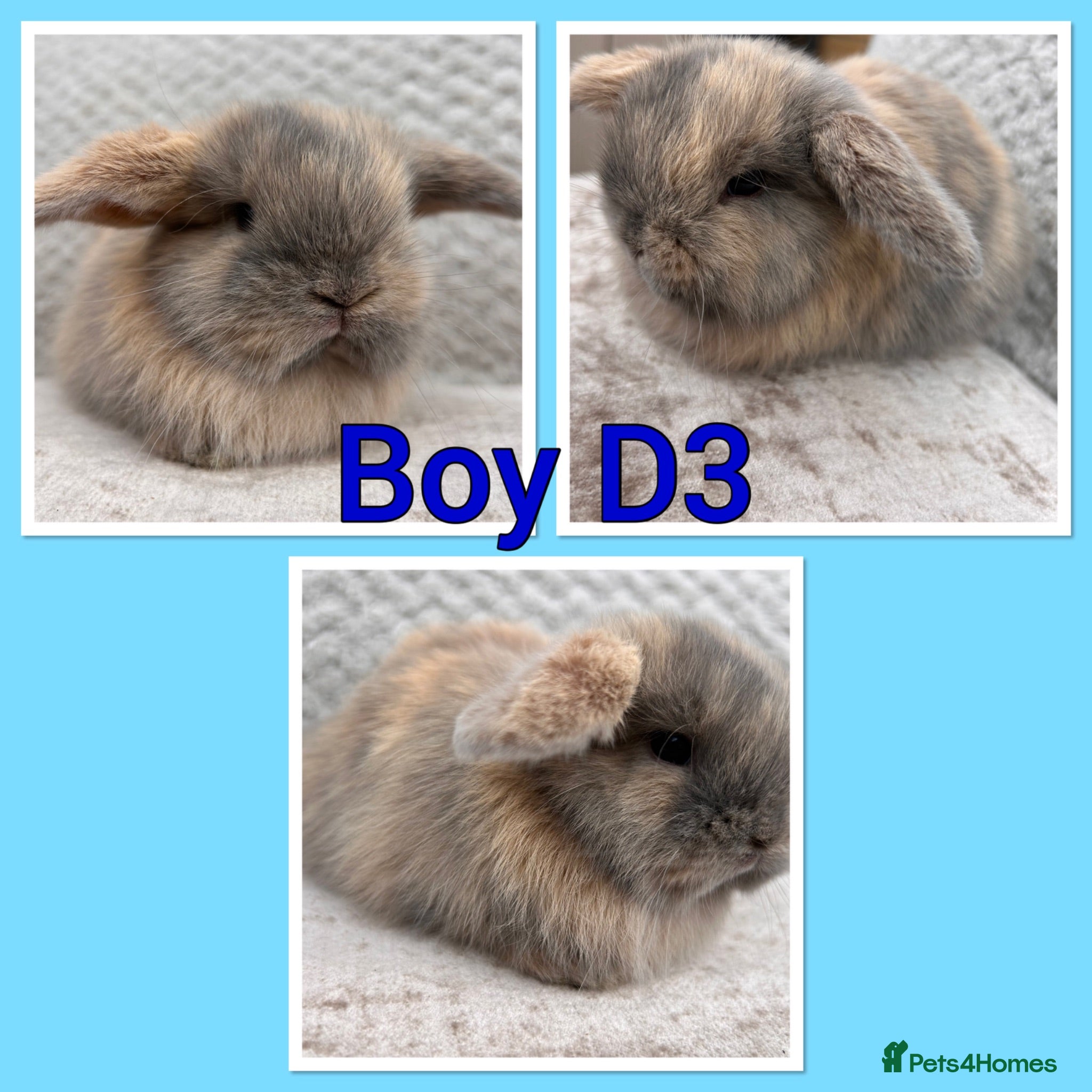 Mini Lop rabbits Mini lop babies  - Advert 2
