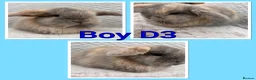 Mini Lop rabbits for sale: Mini lop babies  - Advert 4