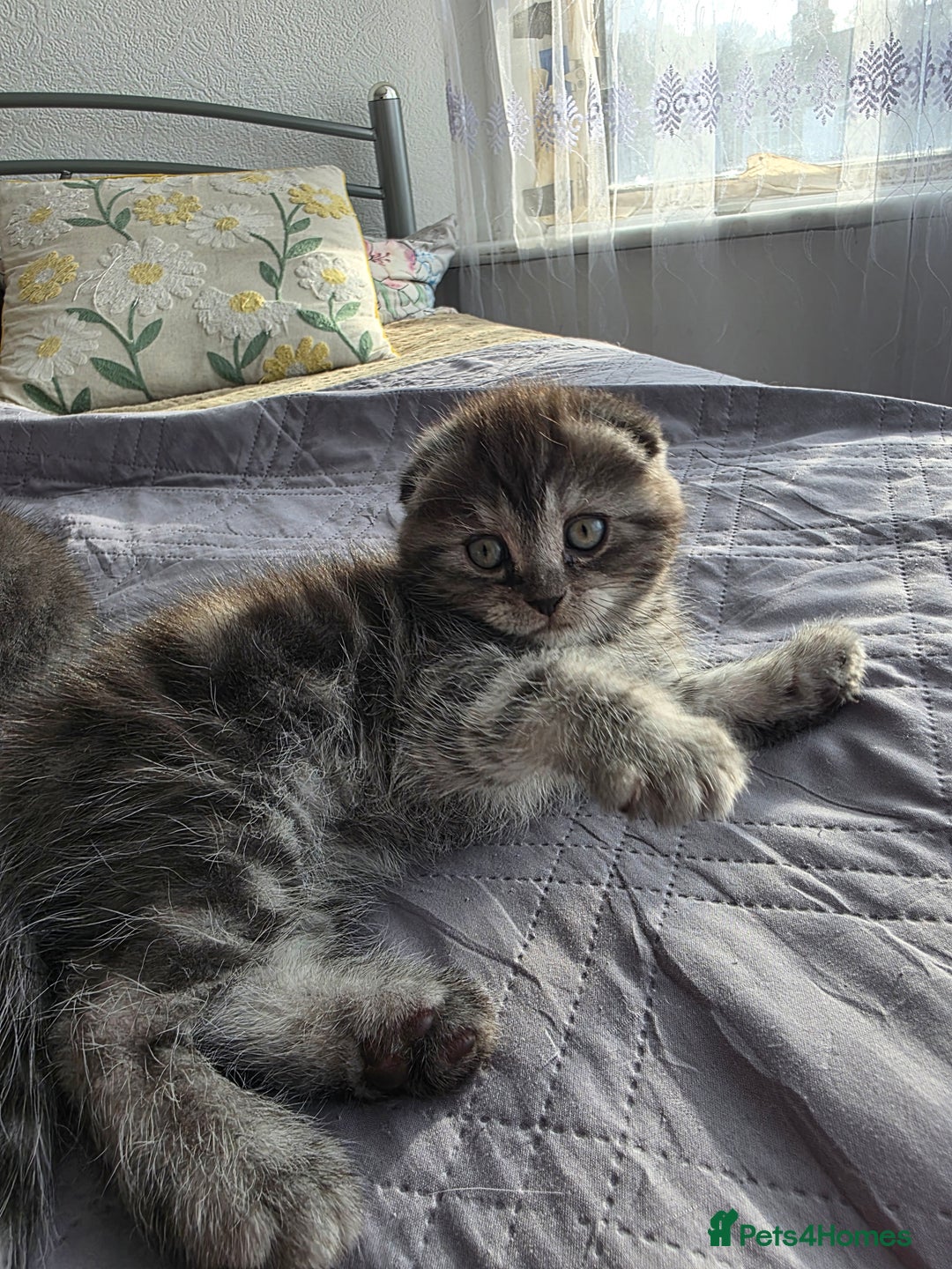 Scottish Fold cats for sale: Tabby Scottish Fold Kittens - Advert 34