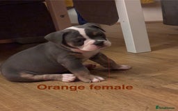Olde English Bulldogge dogs for sale: Olde English bulldogs puppies  - Image 8