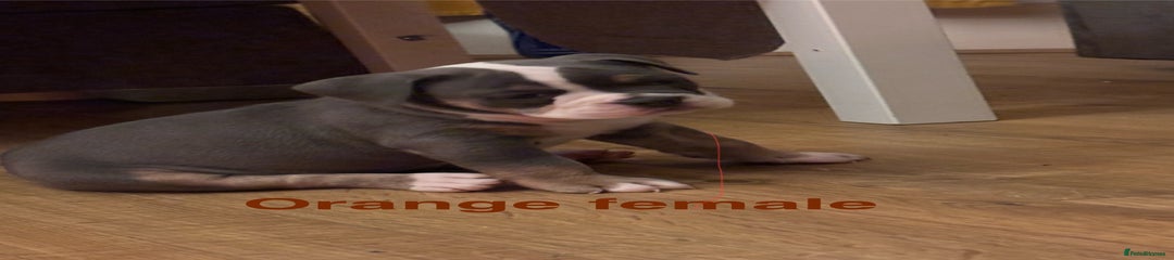 Olde English Bulldogge oranage