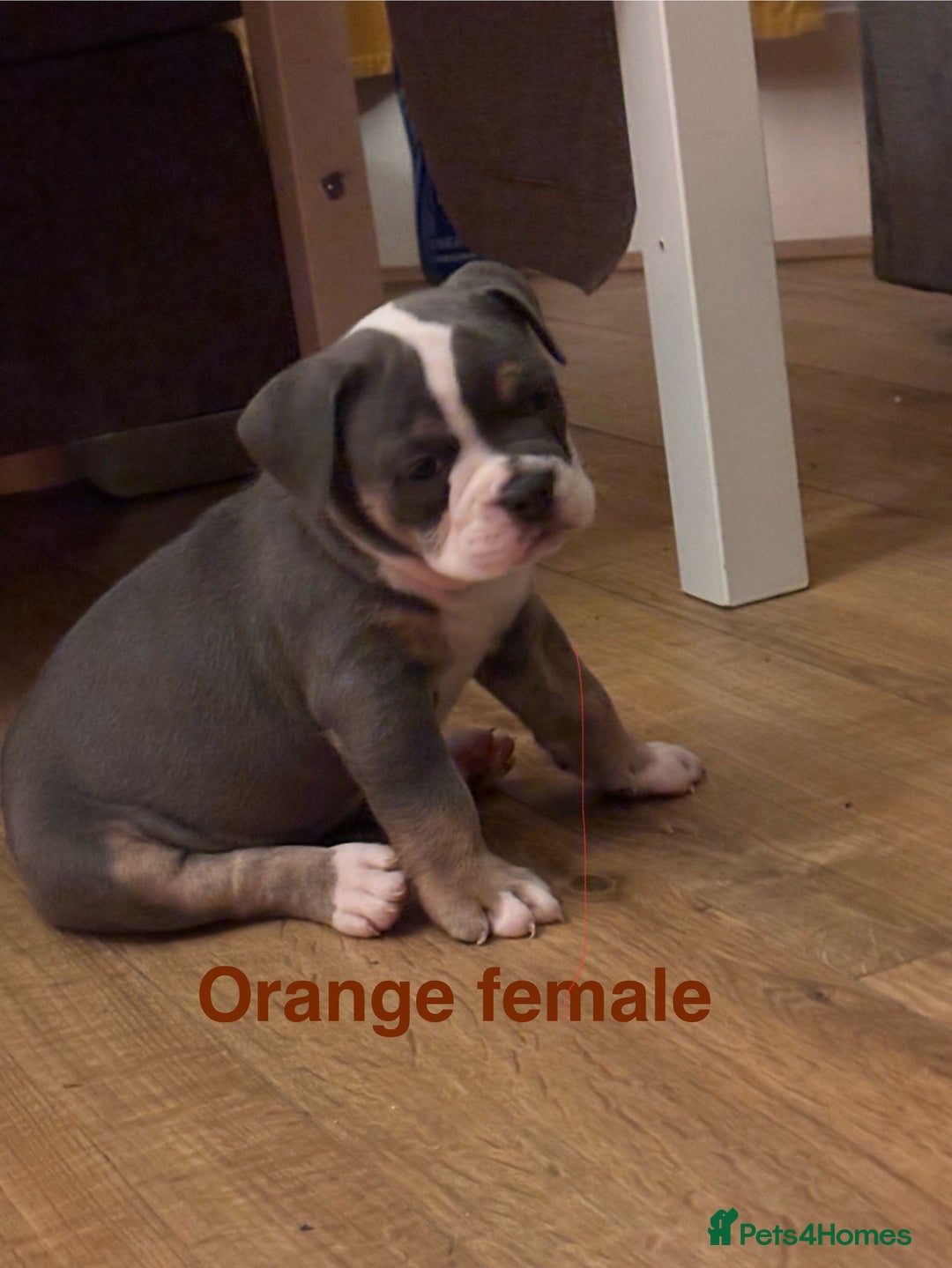 Olde English Bulldogge dogs for sale: Olde English bulldogs puppies  - Image 8