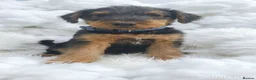 Airedale Terrier dogs for sale: Airedale terrier puppies for sale - Advert 6