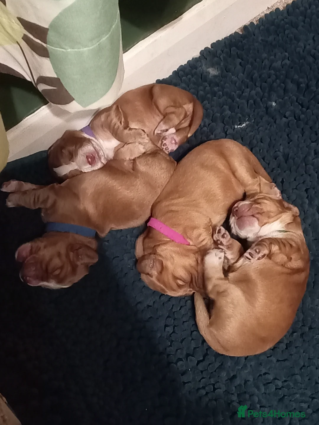 Cocker Spaniel dogs for sale: Working Cocker Spaniel Pups for sale - Advert 1