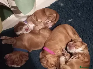 Cocker Spaniel dogs Working Cocker Spaniel Pups for sale - Advert 7