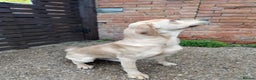 Labrador Retriever dogs for sale: Charming Male Labrador - Advert 2