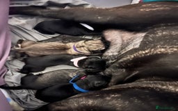 Cane Corso dogs for sale: Litter of 10 cane corso puppies family reared  - Advert 12