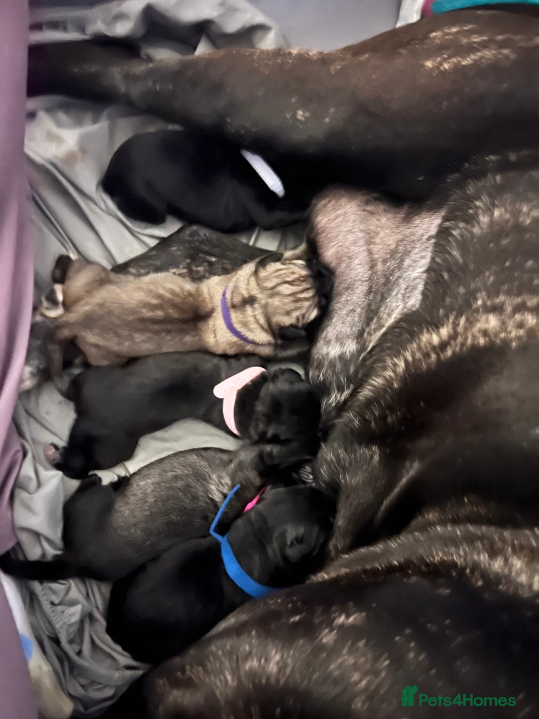 Cane Corso dogs for sale: Litter of 10 cane corso puppies family reared  - Advert 12