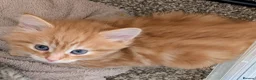 Mixed Breed cats for sale: Gorgeous fluffy tabby kittens! - Advert 13