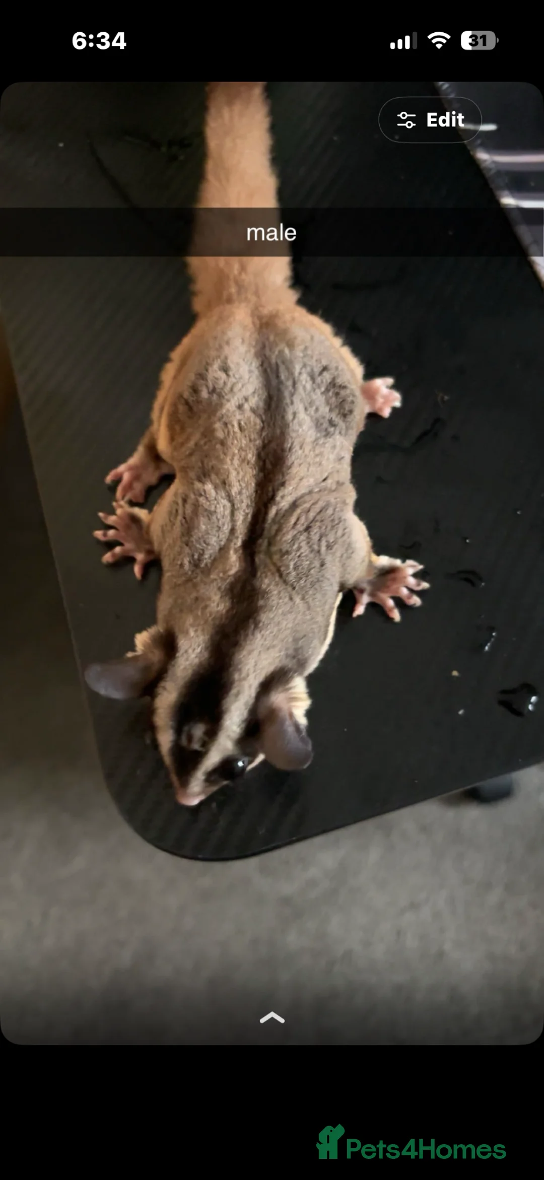 Sugar Glider rodents for sale: A pair of sugar gliders! - Advert 1