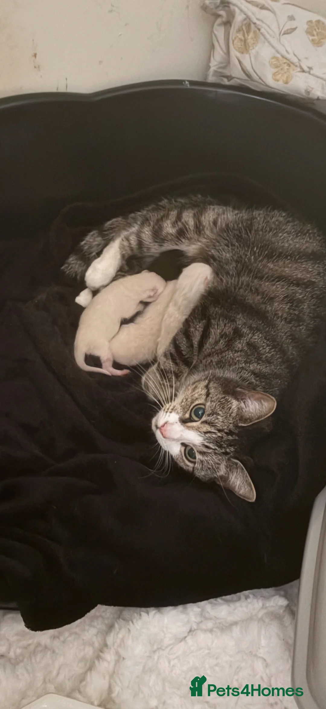 Mixed Breed cats for sale: 2 beautiful Ragdoll x tabby kittens  - Advert 5