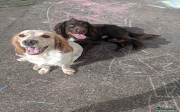 Cocker Spaniel dogs for sale: 6 beautiful working cocker spaniels  - Image 22