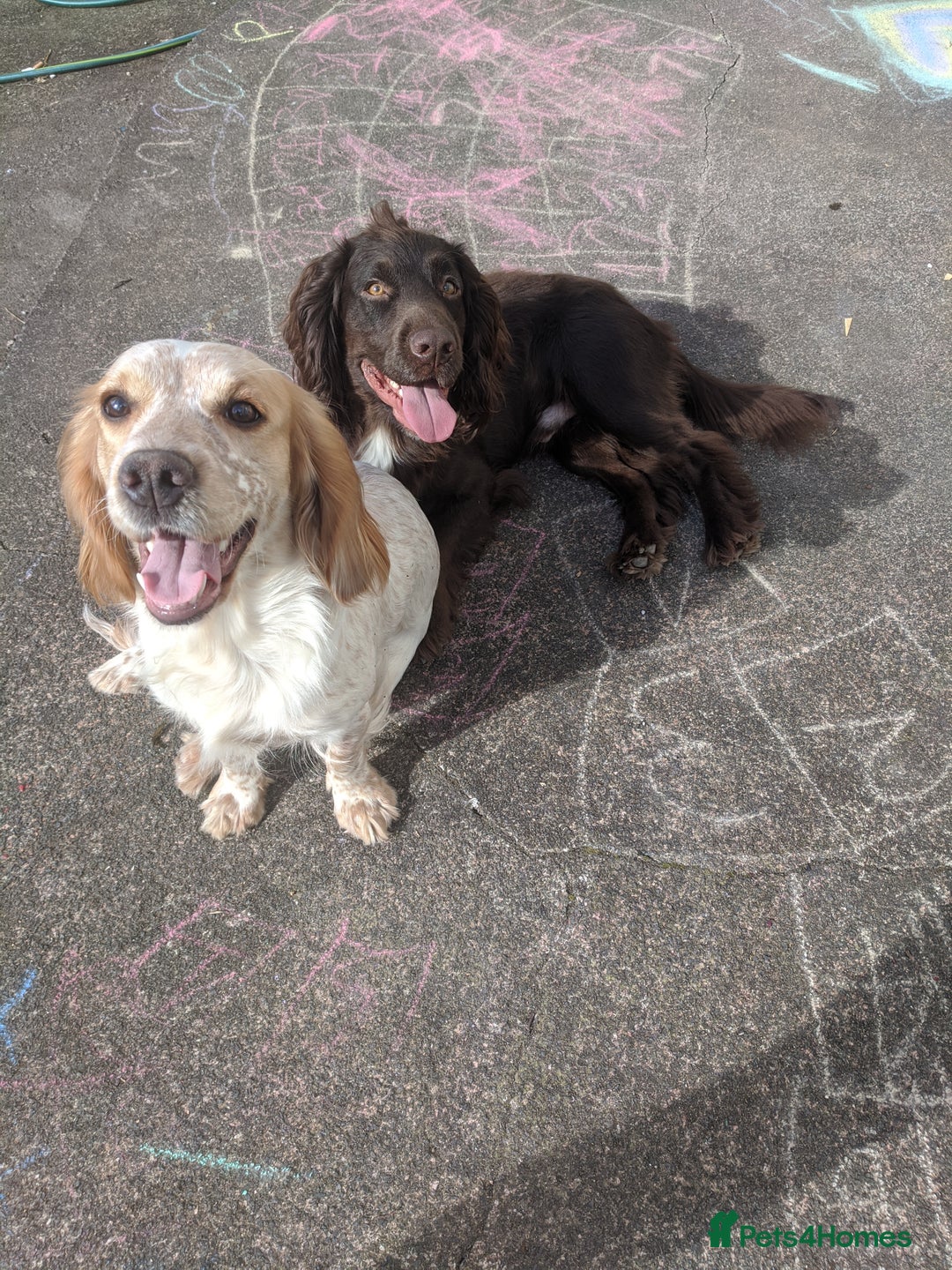 Cocker Spaniel dogs for sale: 6 beautiful working cocker spaniels  - Image 22