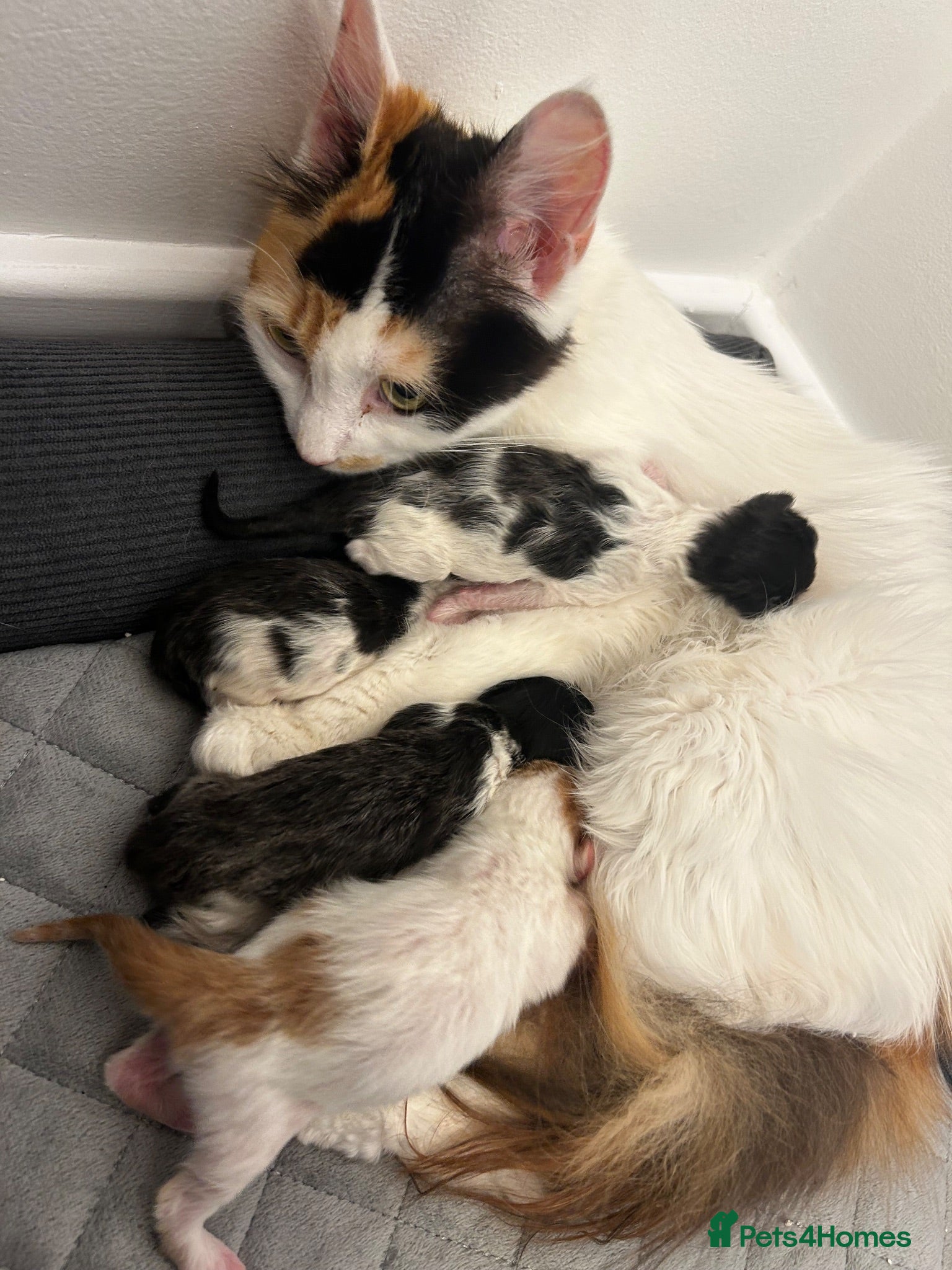 Mixed Breed cats Calico/bengal kittens - Advert 1